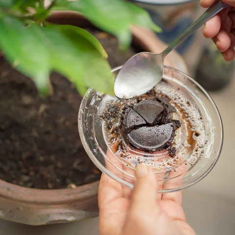 used coffee grounds as fertilizer