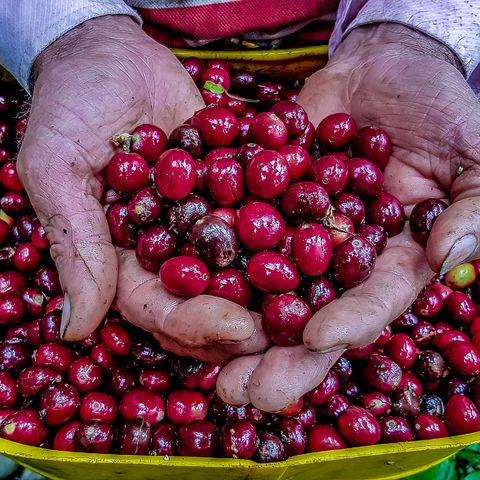 coffee cherries